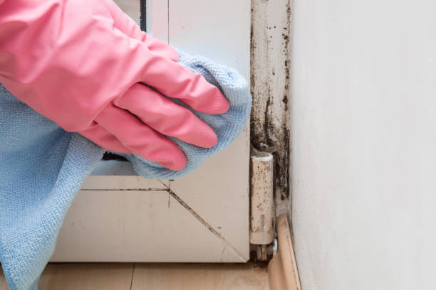 Best Mold Testing and Inspection Services in Hardinsburg, KY